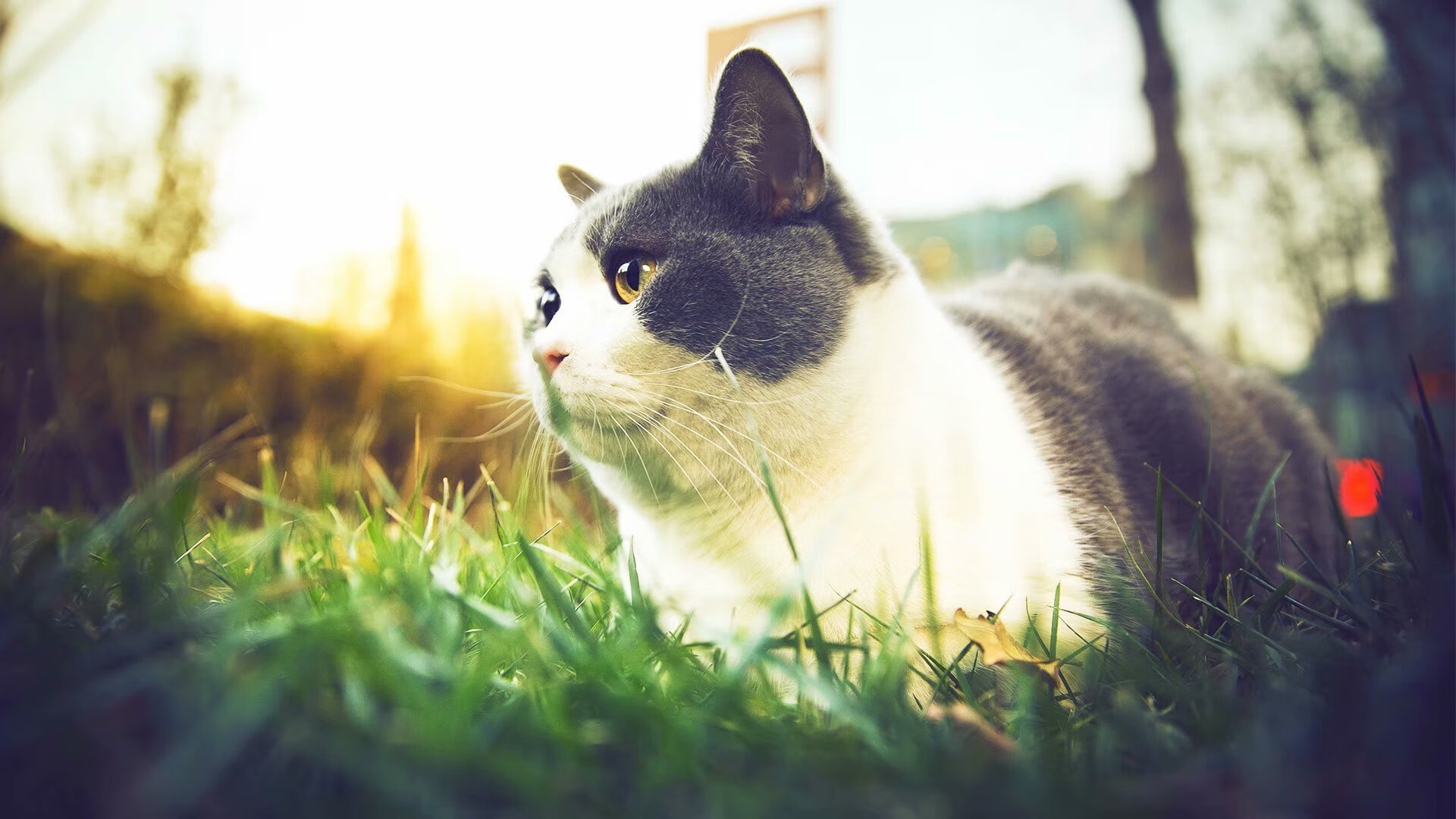 雷火电竞网站-闪电撕裂防线！基耶萨化身尖刀，尼斯绝境险胜显韧性