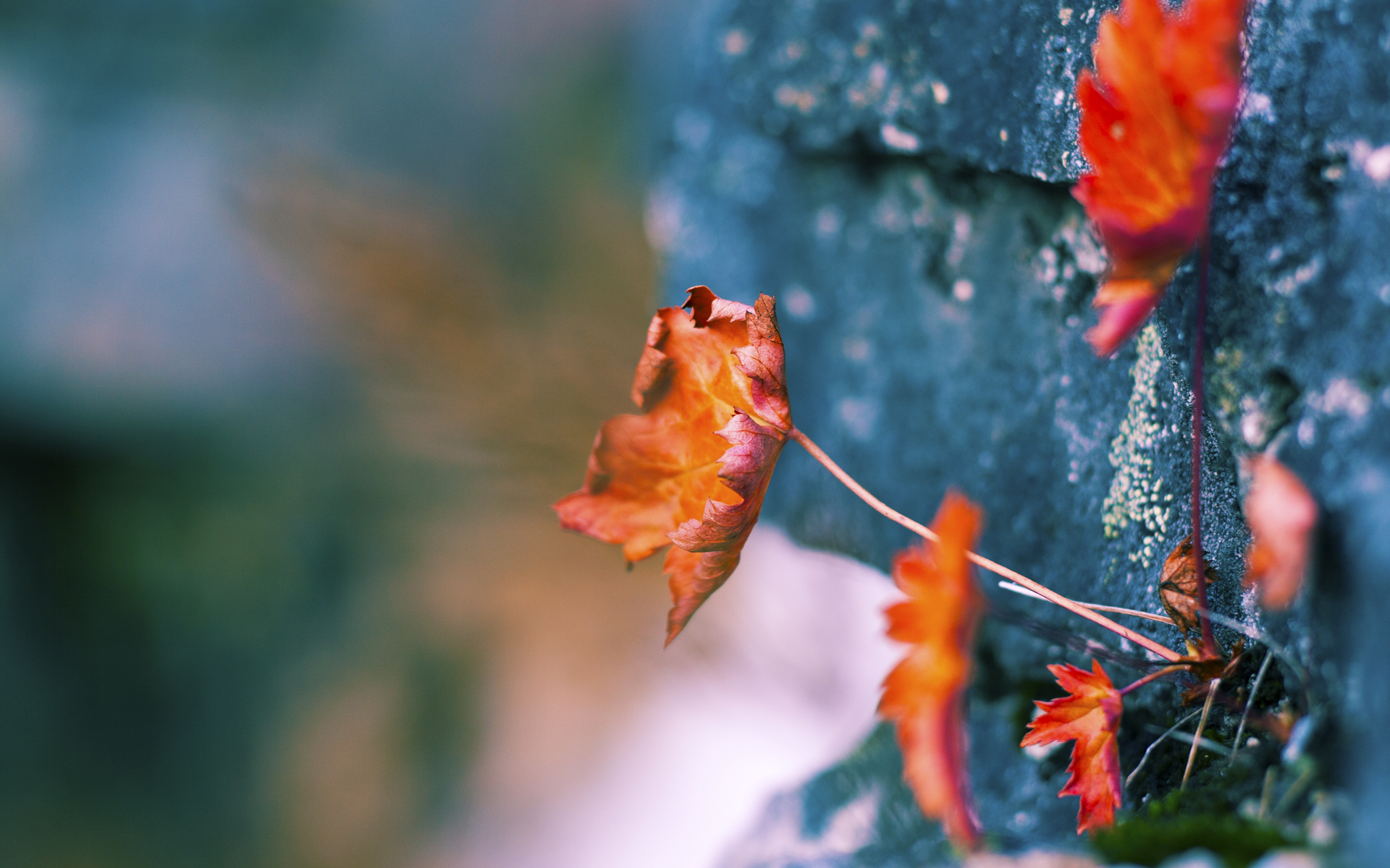 雷火电竞网址-当CBA王者遇见NBA巨兽，范弗利特那记改写篮球史的三分
