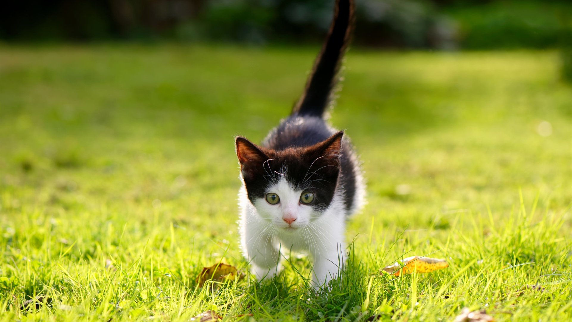 雷火电竞app-掀翻小船的巨浪，班凯罗野蛮生长夜，快船无情碾过马刺残阵