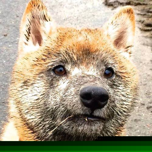 雷火电竞合作-利拉德表演时间到！雄鹿速胜热火，他用一节比赛接管悬念