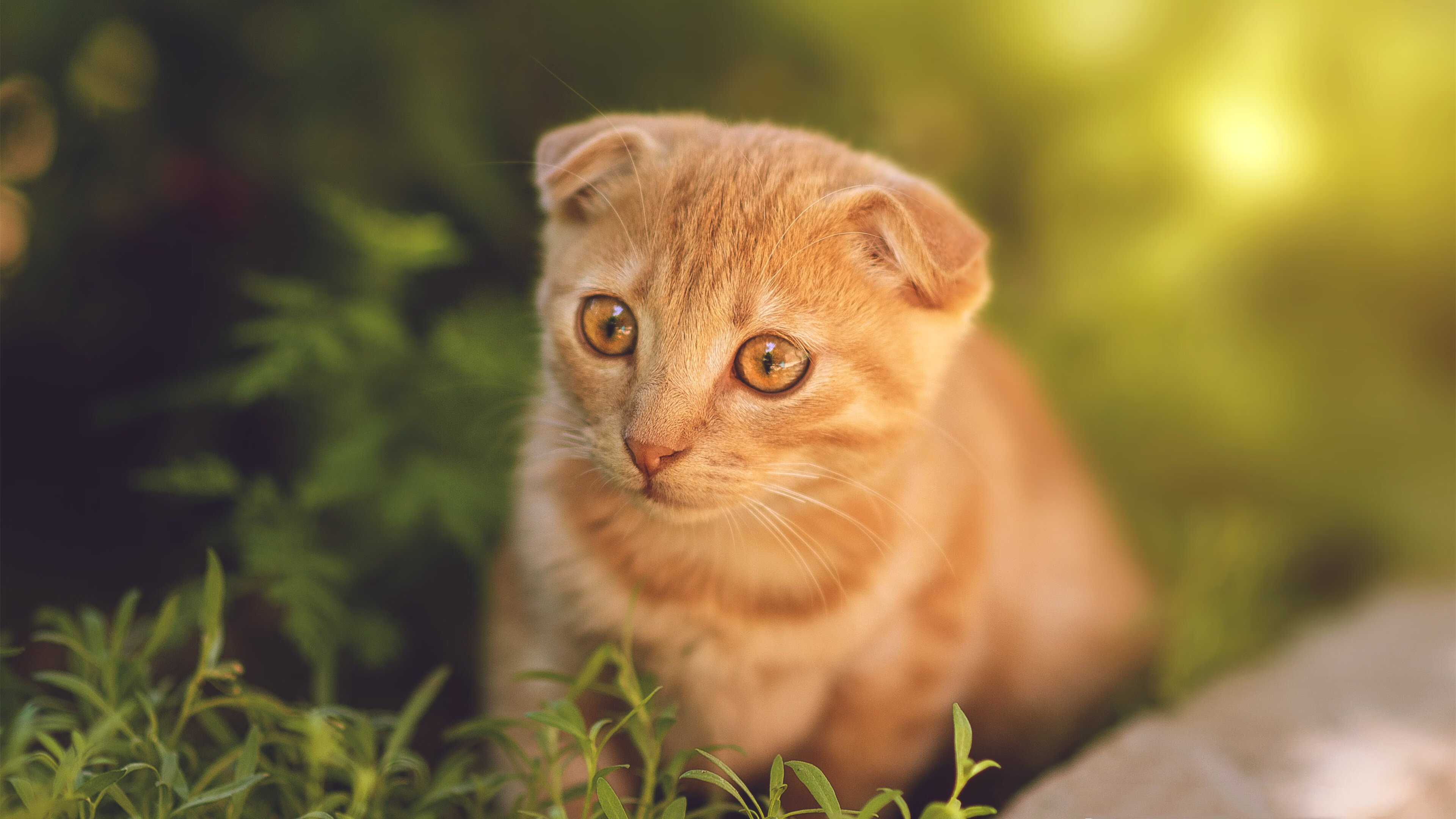 雷火电竞主播-中英同日，东方逆转激荡西方孤胆，竞技场的黄金时刻