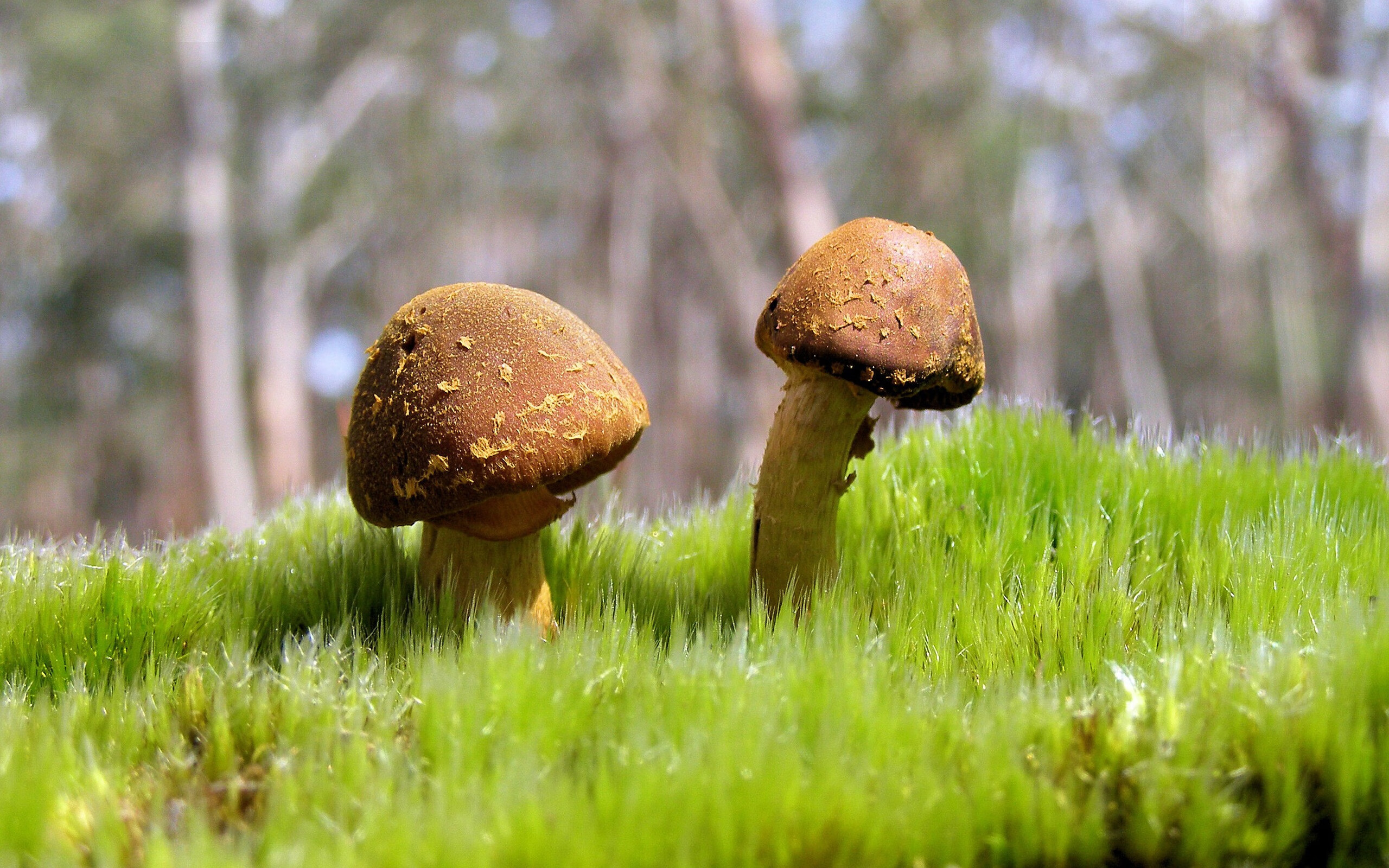 雷火电竞网址-静默螺旋，当蒂亚戈的制胜弧线，在巴黎的喧嚣中画下中国的未来轨迹