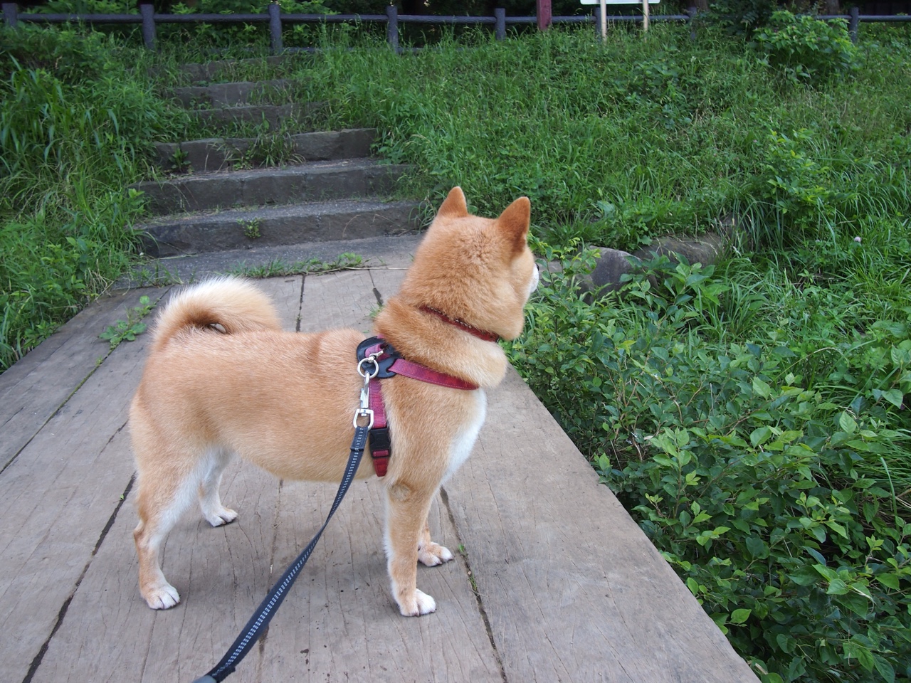 雷火电竞充值-踩绿衫军成唯一闪光，哈利伯顿在雄鹿失意中贡献制胜魔法