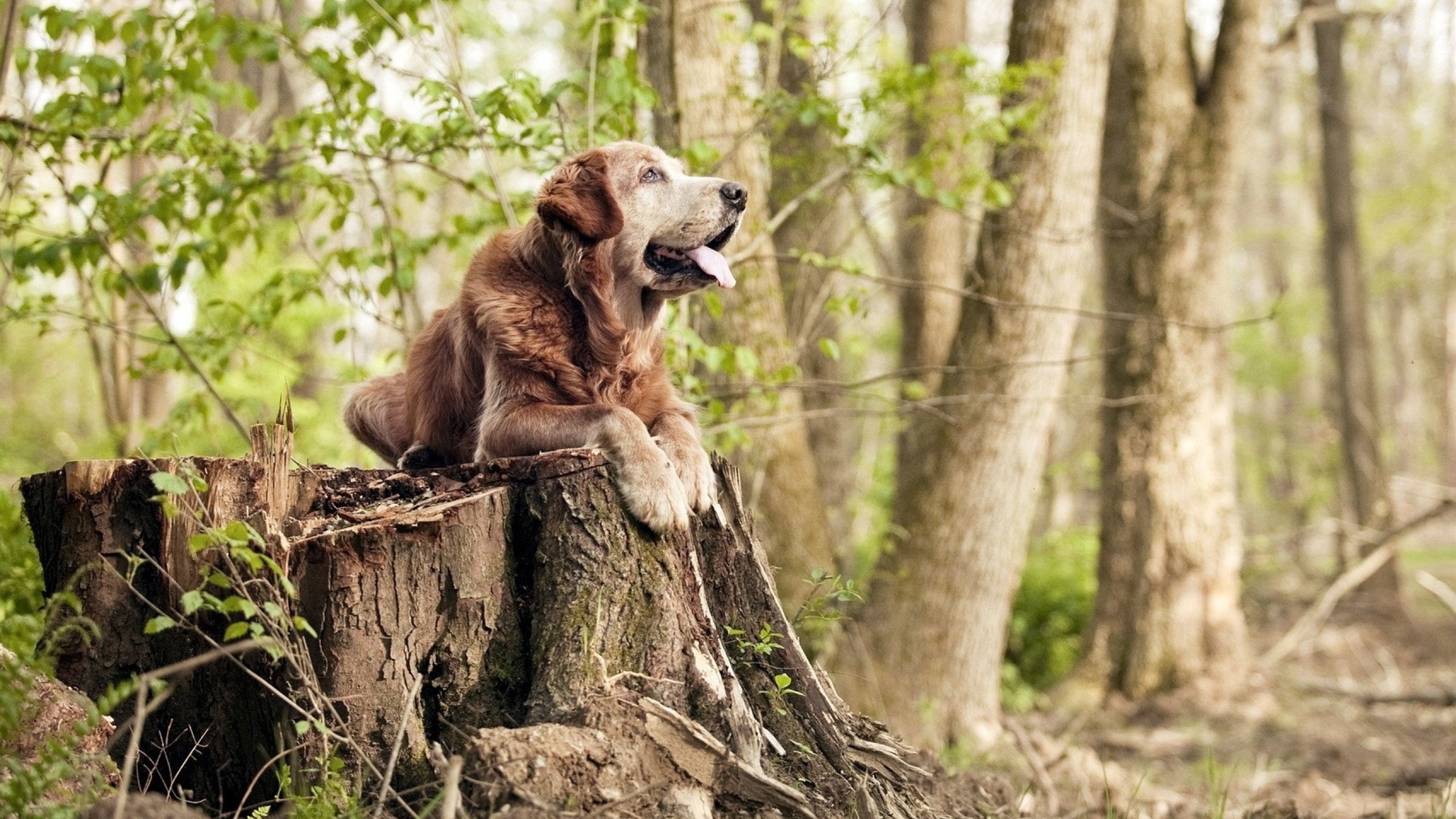 雷火电竞app-NBA季后赛跨界风云，马德里竞技式铁血防守险胜阿尔及利亚的沙漠风暴