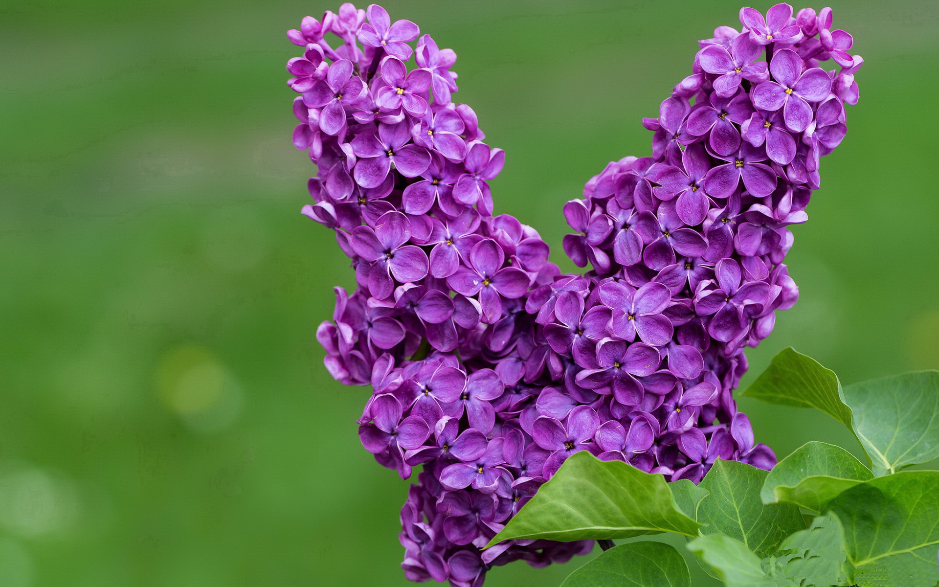 雷火电竞网站-当足球众神在赛车轰鸣中加冕，梅西于首尔雨夜的终极接管