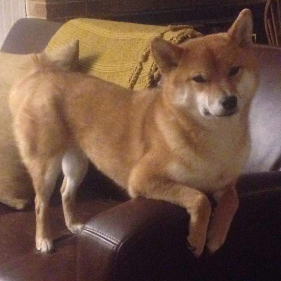 赛场之上,他是唯一的神,范弗利特于F1年度争冠之夜的绝对掌控