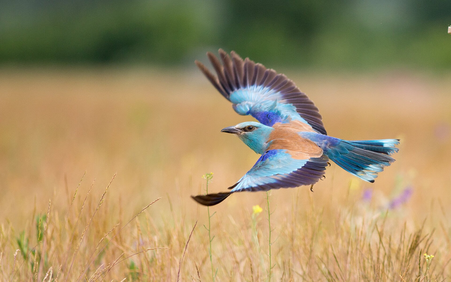雷火电竞简介-乔治飓风席卷杭州！浙江队主场力擒老鹰，全能战神轰下40+三双