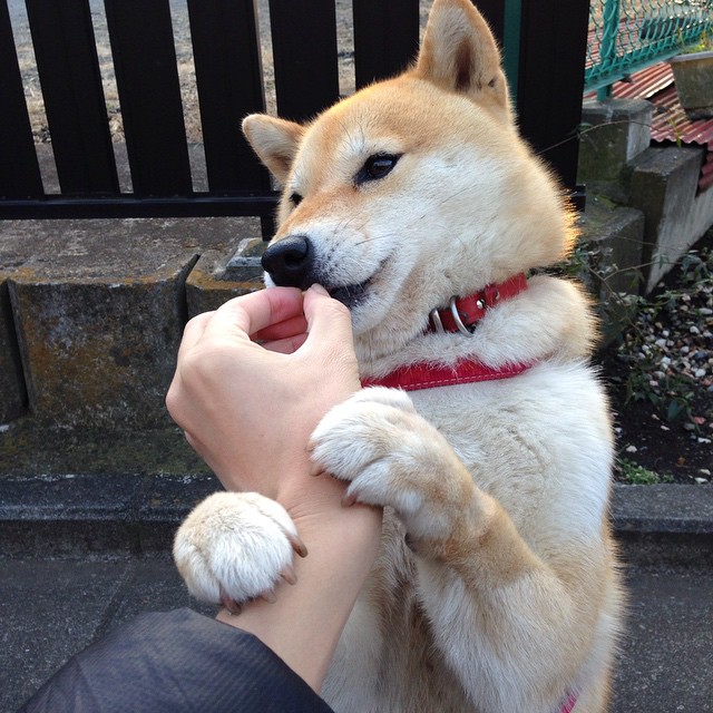 烽火两重天,莱万生涯之夜独舞,那不勒斯铁蹄粉碎贝蒂斯