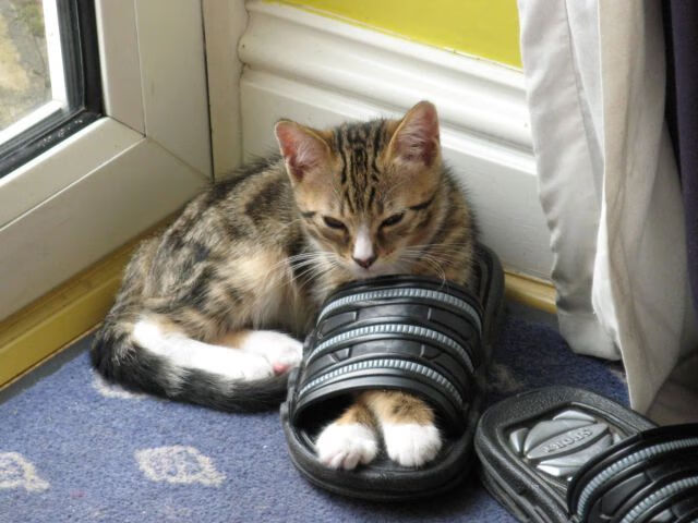 以篮球为弦,拉梅洛·鲍尔在丹佛高原奏响狂想曲,当战术板在天赋面前沦为废纸