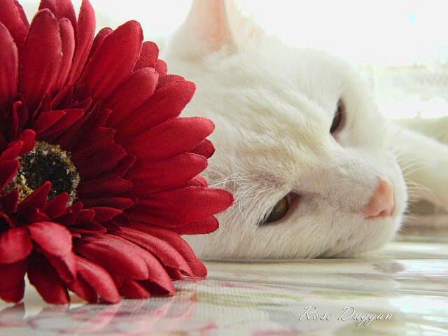 雷火电竞app-当球场的焦灼被萨克斯风吹散，世界杯夜，上海如何制霸爵士