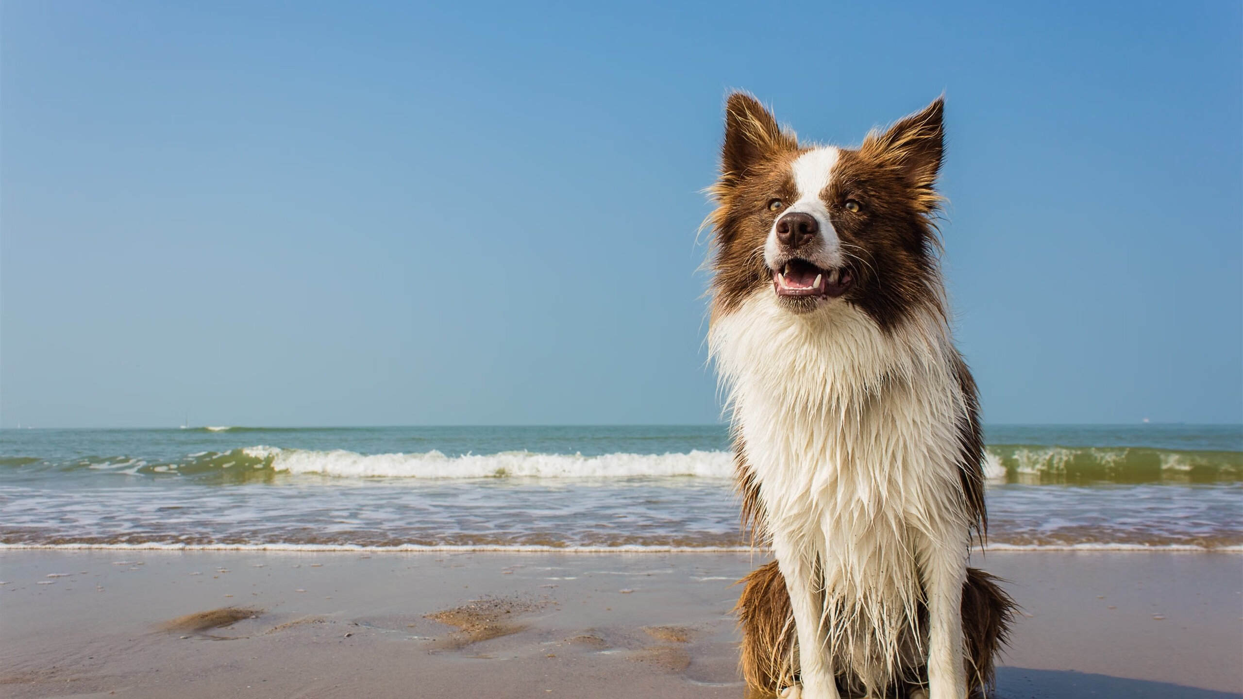 雷火电竞网站-宿命对决的终章，当葡萄牙的黄金余晖，照亮穆西亚拉的新王加冕