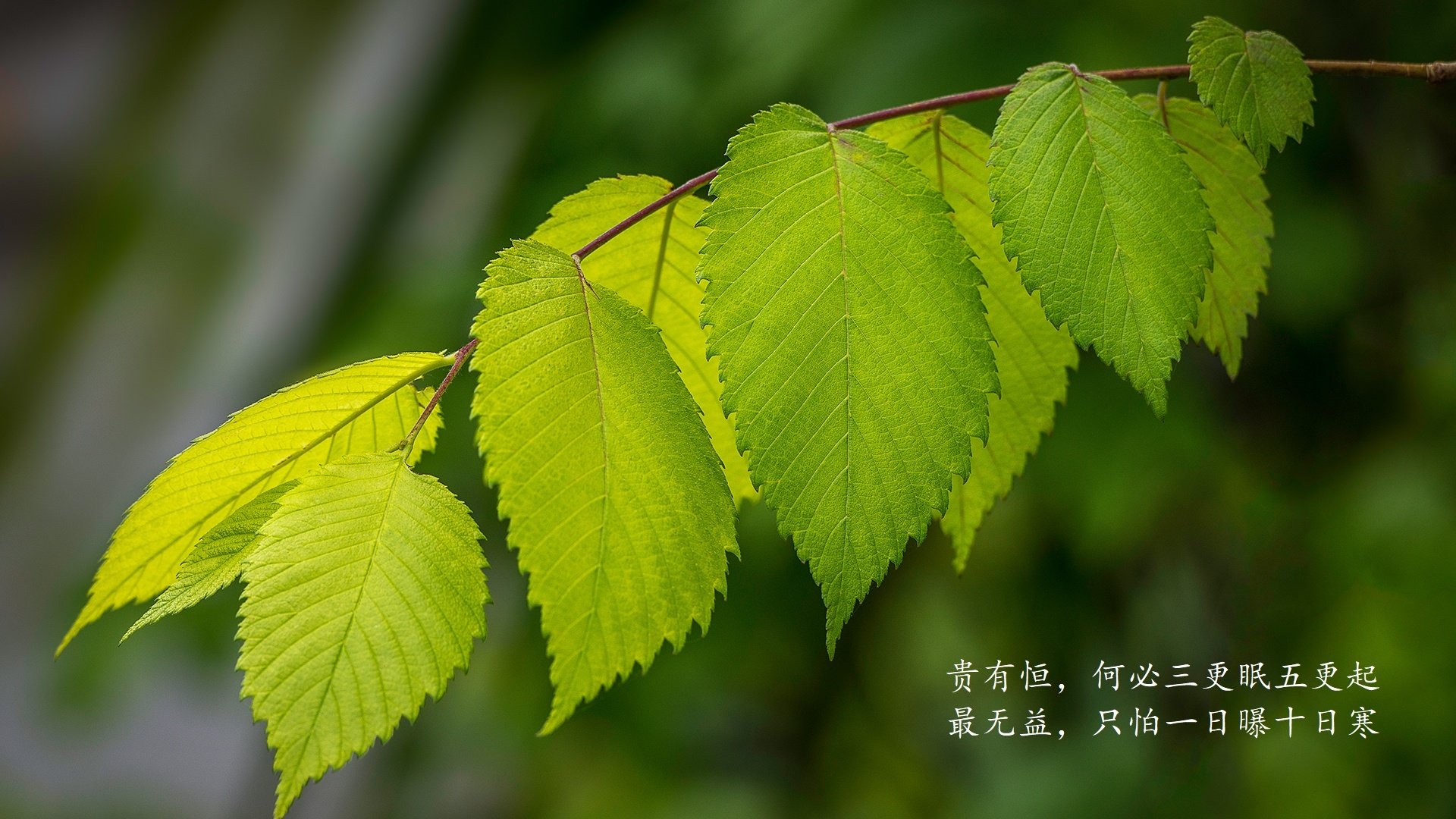 雷火电竞app-2026世界杯C组，波兰铁骑碾过东亚黑马，B费用火热定义中场统治力